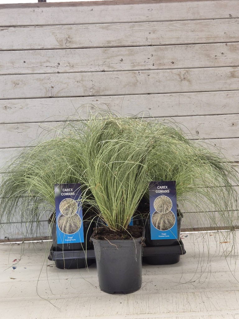 Carex com. Frosted Curls