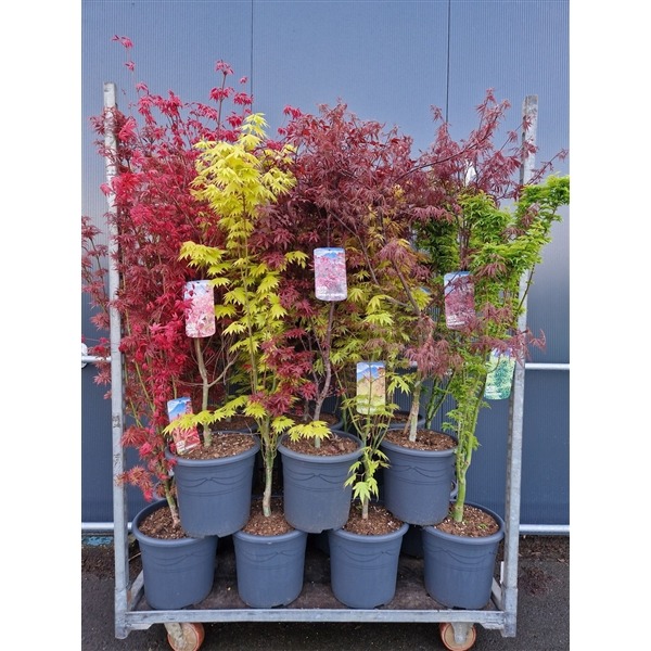 Billede af Acer pal. in 10 varieties P32 (15 Ltr) 100/125