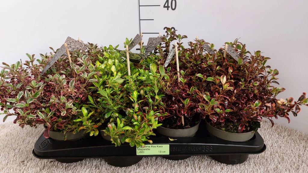 Picture of Coprosma Rau Kara in varieties P13 35-CM