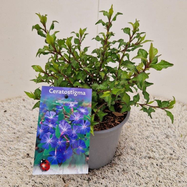 Picture of Ceratostigma willm. Forest Blue P17 (2 Ltr)