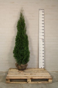 Picture of Thuja occ. Smaragd ROOTBALL 175/200CM