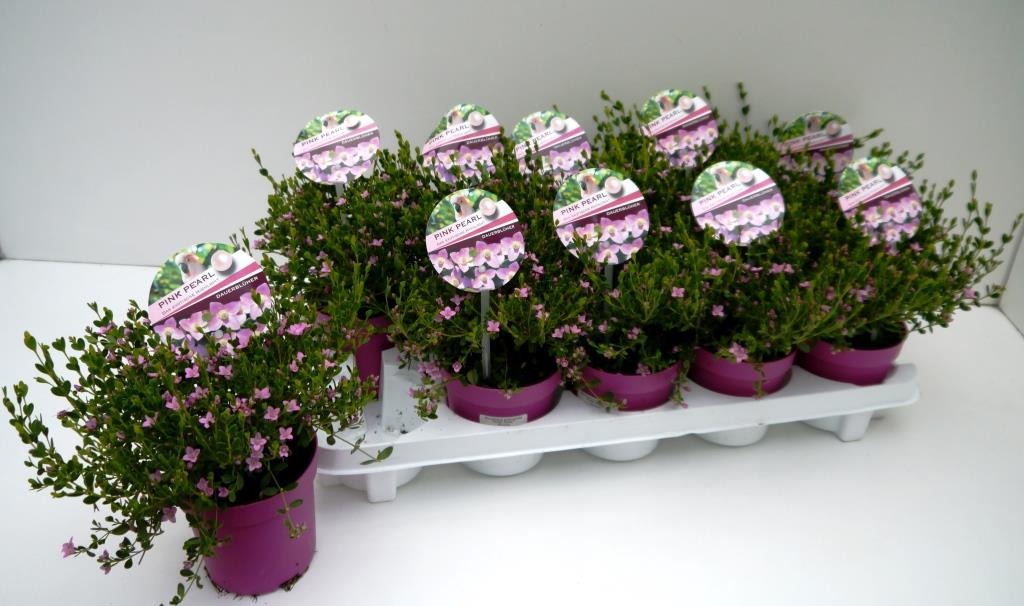 Picture of Boronia crenulata Pink Pearl P11 25-CM