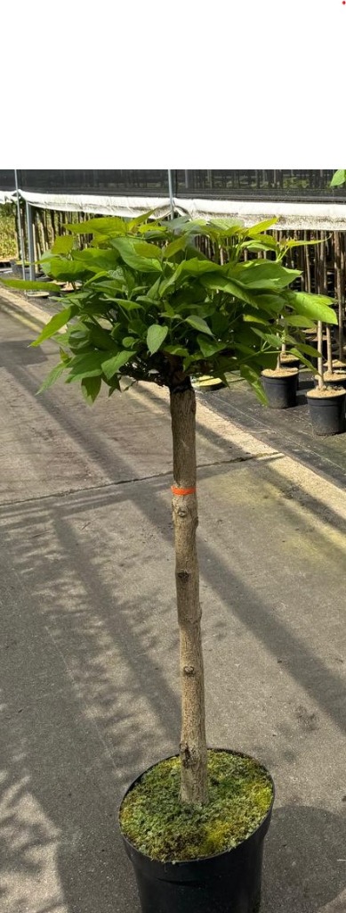 Picture of Catalpa bignonioides Nana P32 (15 Ltr) 100/STD