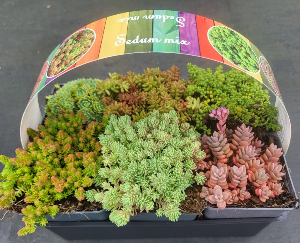 Picture of Sedum in varieties 6-PACKS