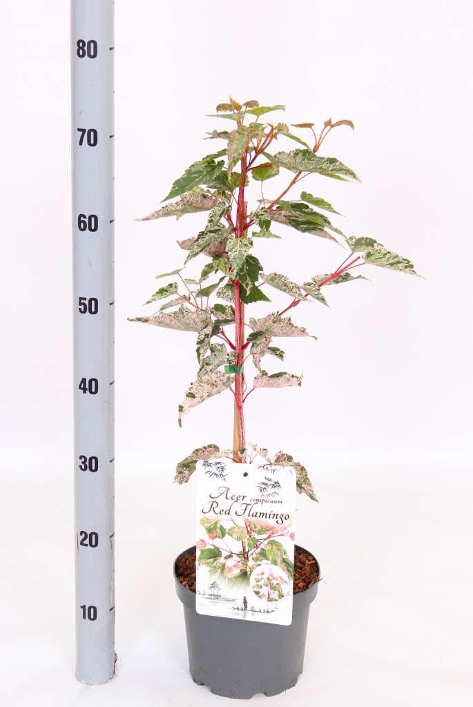 Picture of Acer conspicuum Red Flamingo P19 40/50