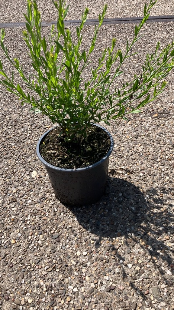 genista tin royal gold
