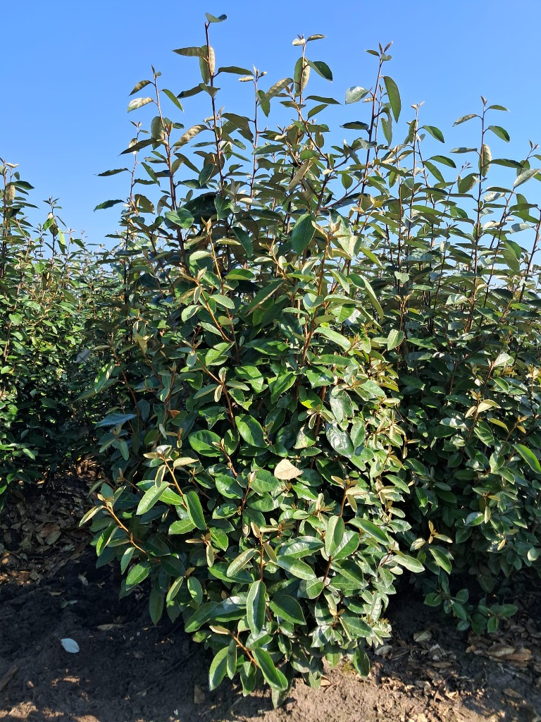 Picture of Elaeagnus Ebbingei ROOTBALL 100/120CM