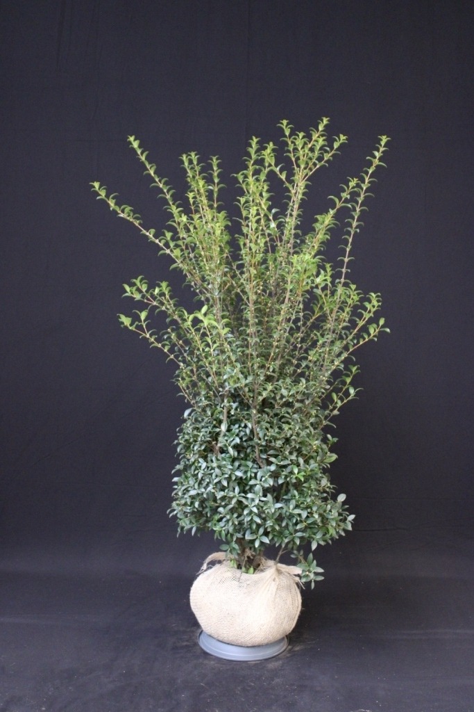 Picture of Osmanthus burkwoodii ROOTBALL 125/150CM