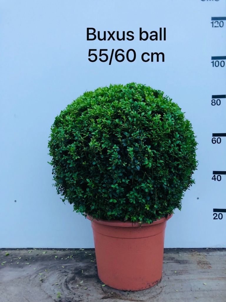 Picture of Buxus sempervirens bol P40-(30-LTR) BALL-55/60