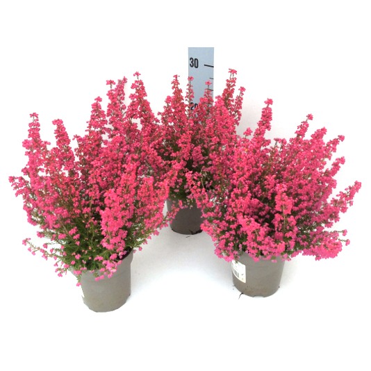 Picture of Erica Gracilis P12 16/19  h30-35 cm