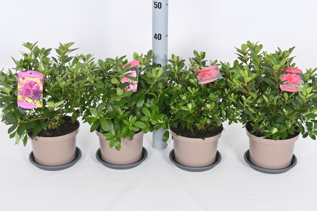 Picture of Trolley Deal 2024 Rhododendron jap. (Azalea japonica) in varieties P17 (2 Ltr) F.O. (153)