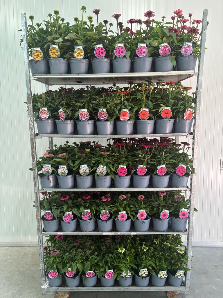 Echinacea in varieties