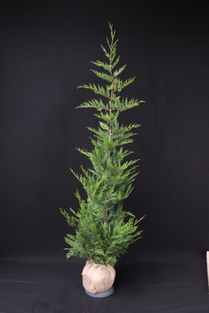 Picture of Cupressocyparis Leylandii ROOTBALL 150/175CM