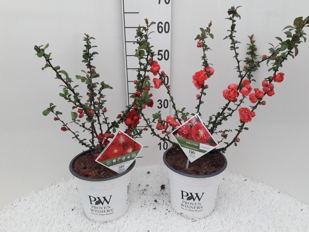 Picture of Chaenomeles Scarlett storm P19 (3 Ltr)