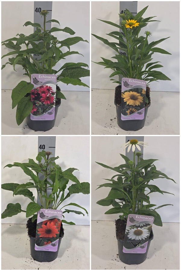 Obrazek Echinacea Sombrero in 4 varieties P17 (2 Ltr) Square