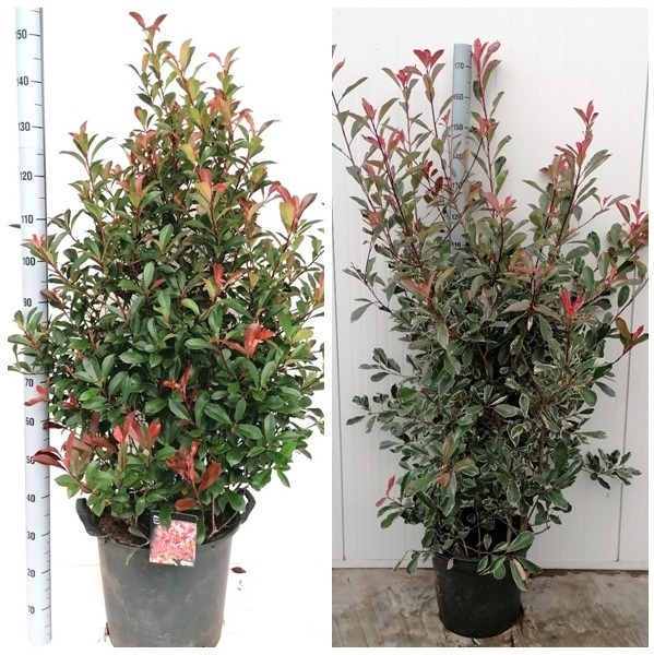 Picture of Trolley Deal 2024 Photinia fras. in 2 varieties P40 (30 Ltr) F.O. (128)