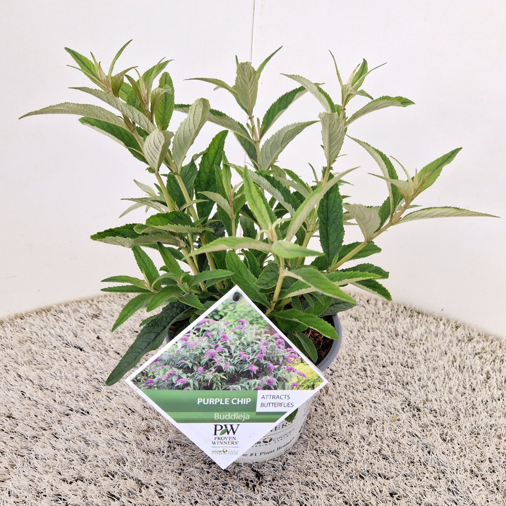 Buddleja dav. Purple Chip