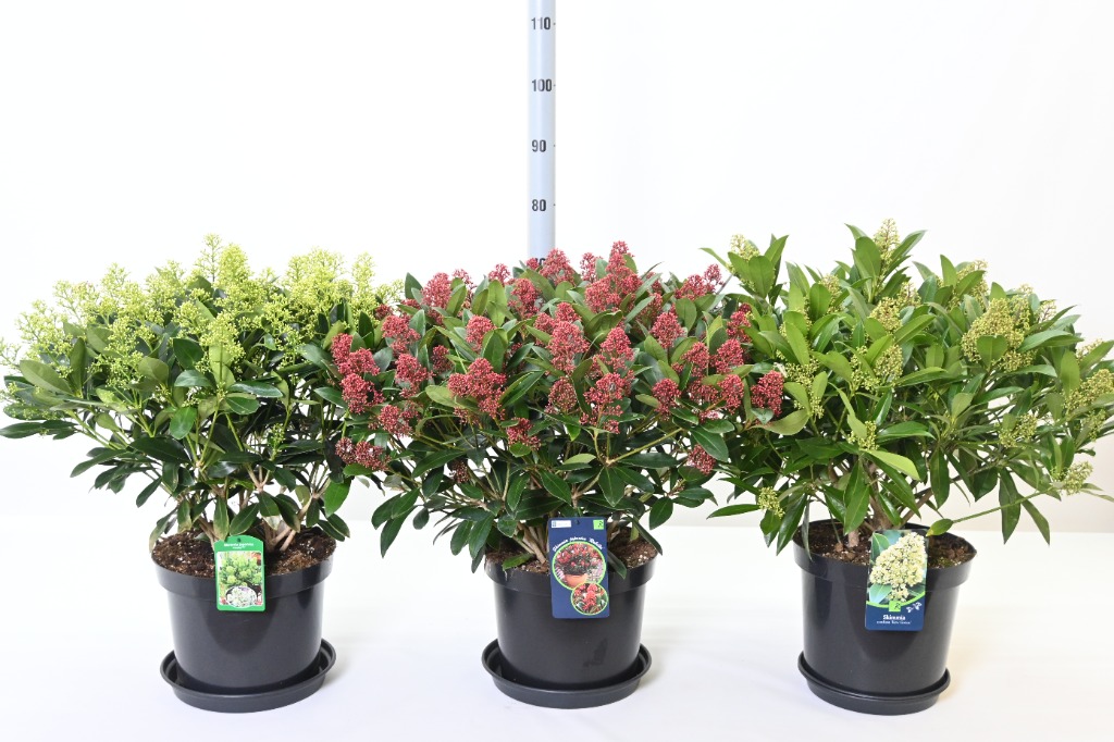 Picture of Trolley Deal 2024 Skimmia in 3 varieties X/X/L P30 (12 Ltr) 222