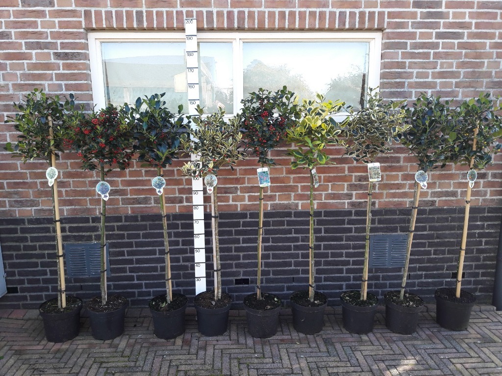 Picture of Trolley Deal 2024 Ilex in varieties P26 (7.5 Ltr) 90/Std 40 cm head F.O. (084)