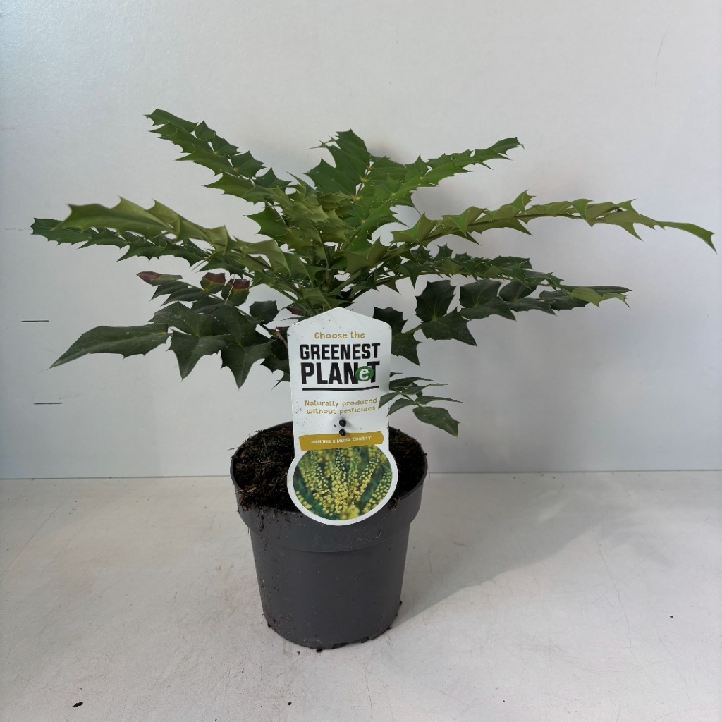 Mahonia med. Charity