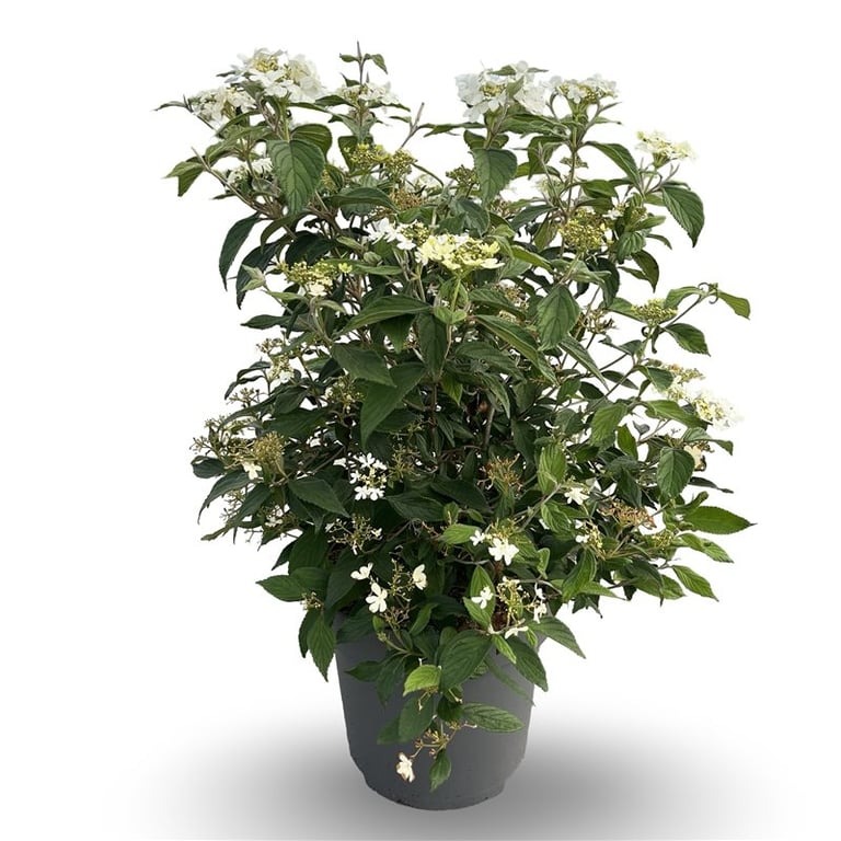 Picture of Viburnum plicatum Watanabe P30 (12 Ltr) 60-80