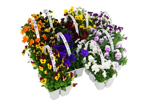 Picture of Trolley Deal 2025 Viola cornuta 10-pack S9