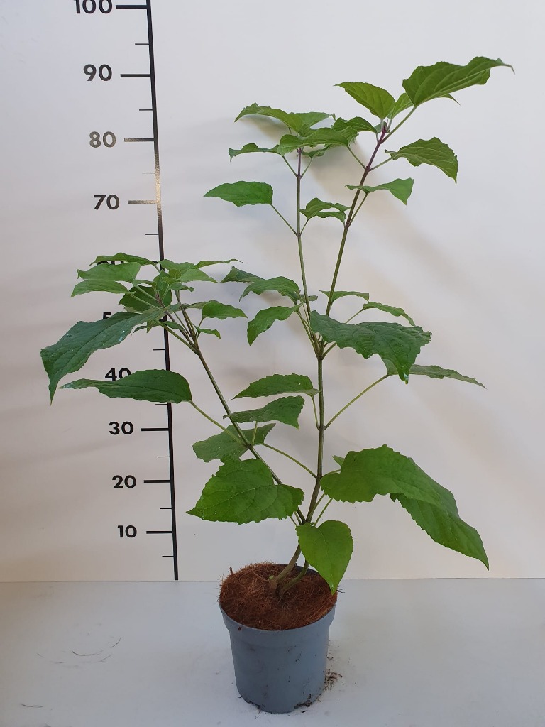 Picture of Clerodendrum trichotomum P17 (2 Ltr)