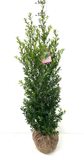 Picture of Ilex maximowicziana Kanehiraea ROOTBALL/JUTE 80/100CM