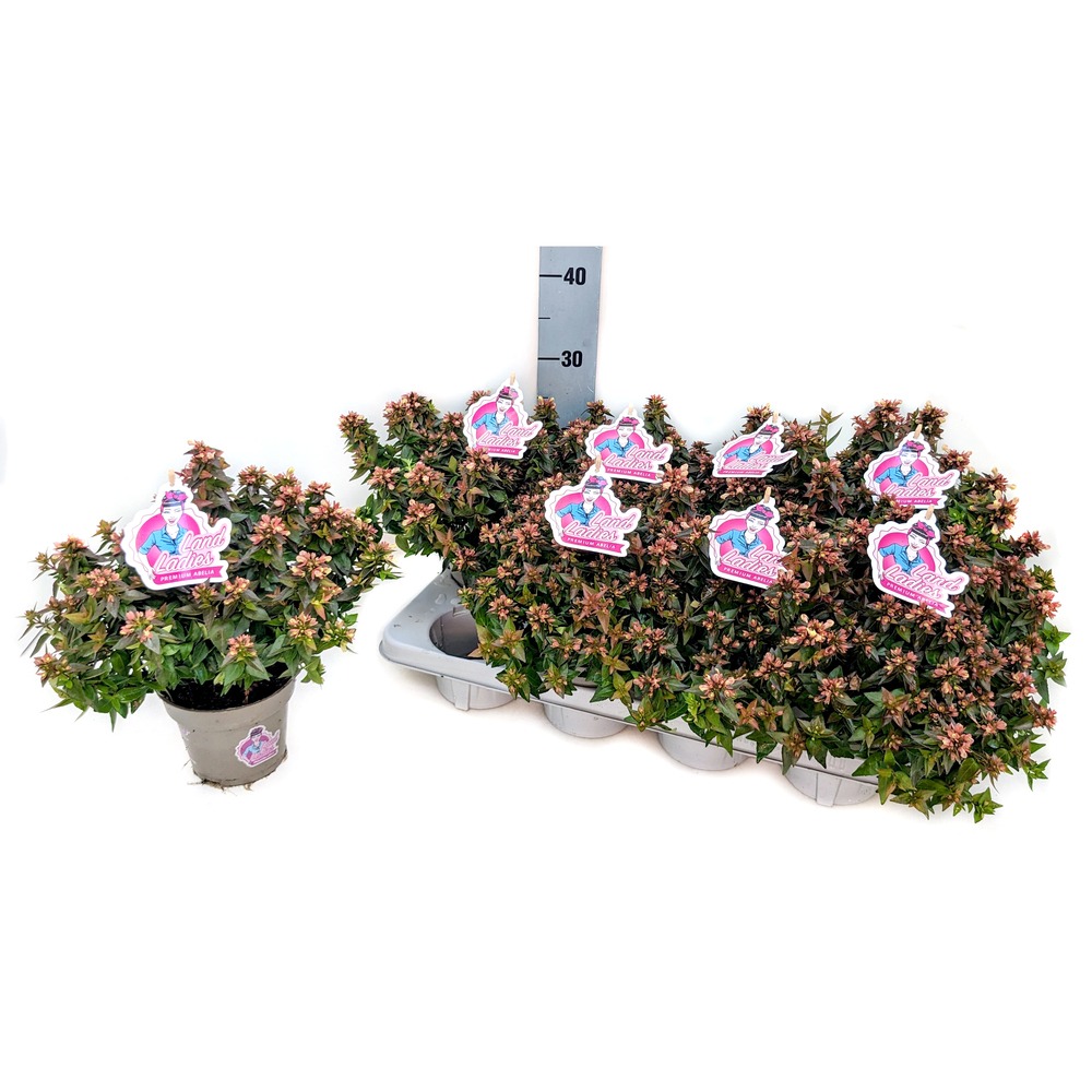 Image de Abelia grandiflora Little Lady P13