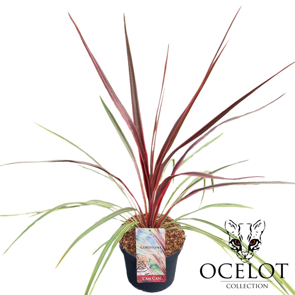 Picture of Cordyline australis Can Can P26 (7.5 Ltr)