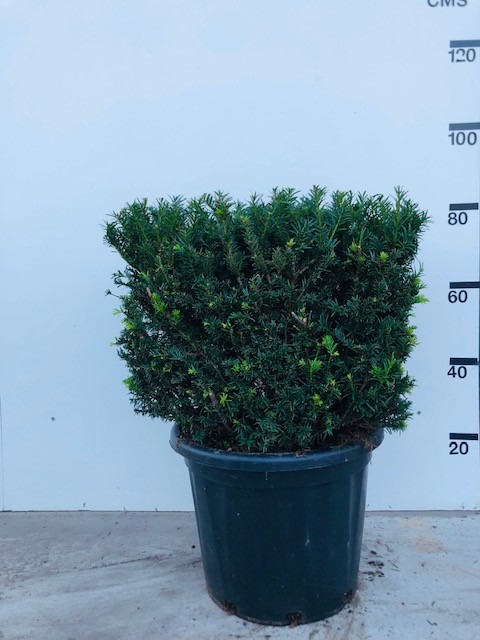 Picture of Taxus Baccata P41 (35 Ltr) 50X50X50-CM-CUBE