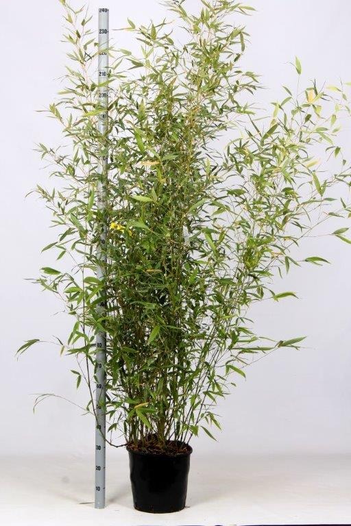 Picture of Phyllostachys aurea C18 175/200