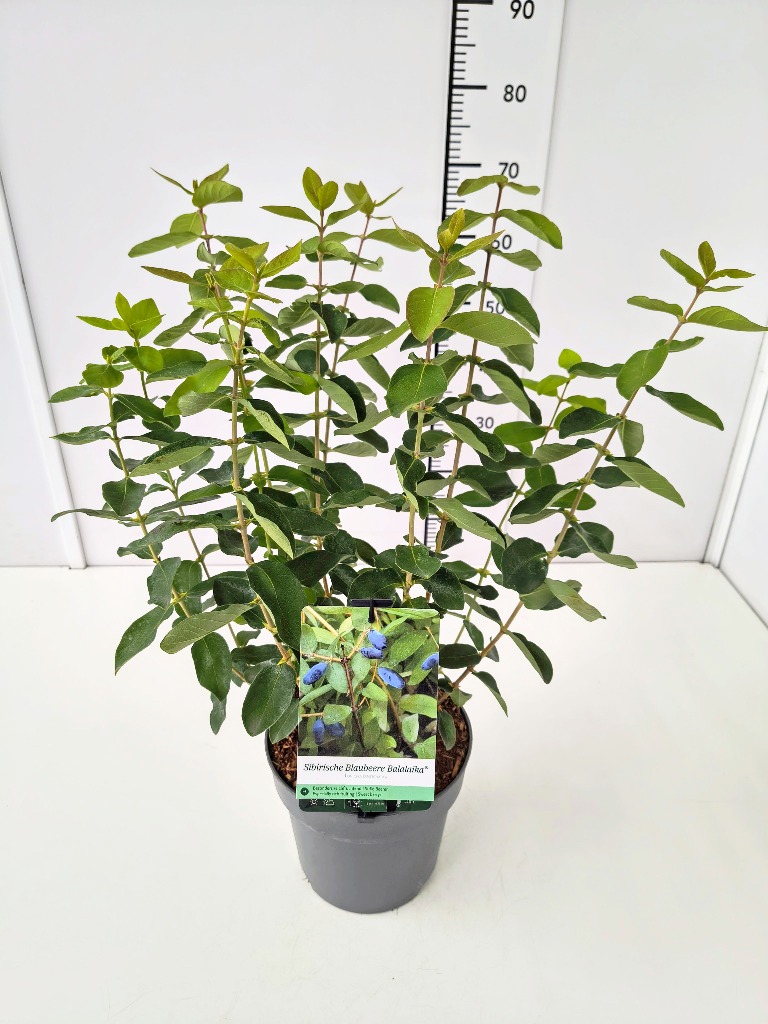 Picture of Lonicera kam. Balalaika P23 (5 Ltr)