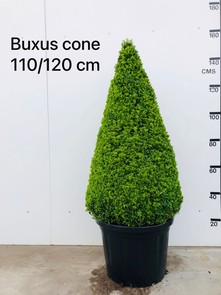 Picture of Buxus sempervirens pyramide P36 (20 Ltr) PYRAMID-100/110