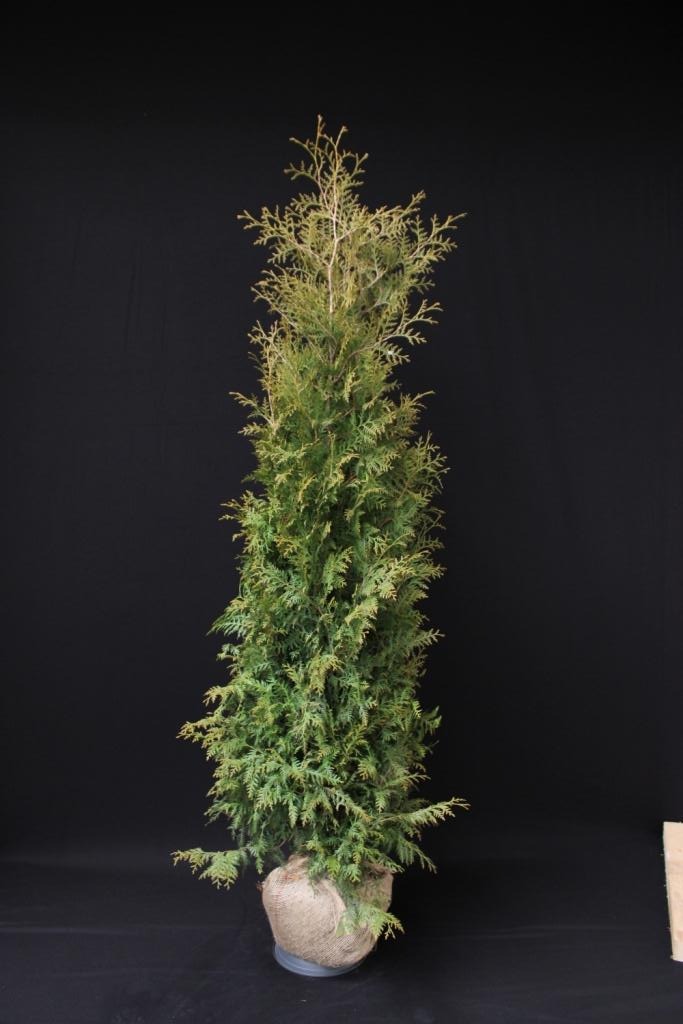 Picture of Thuja occ. Brabant ROOTBALL 200/225cm