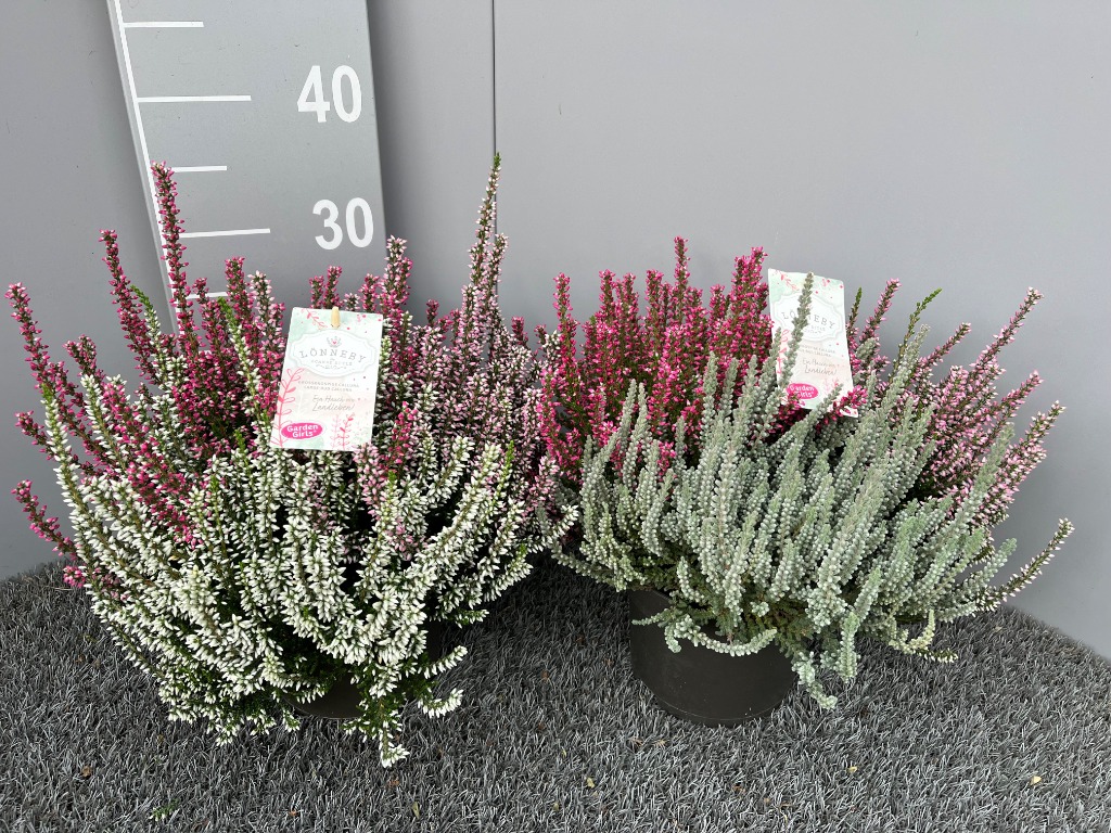 Picture of Calluna Garden Girls Lönneby Trio + label P17 (2 Ltr) 35-CM