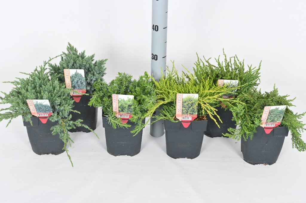 Picture of Juniperus in varieties P17 (2 Ltr)