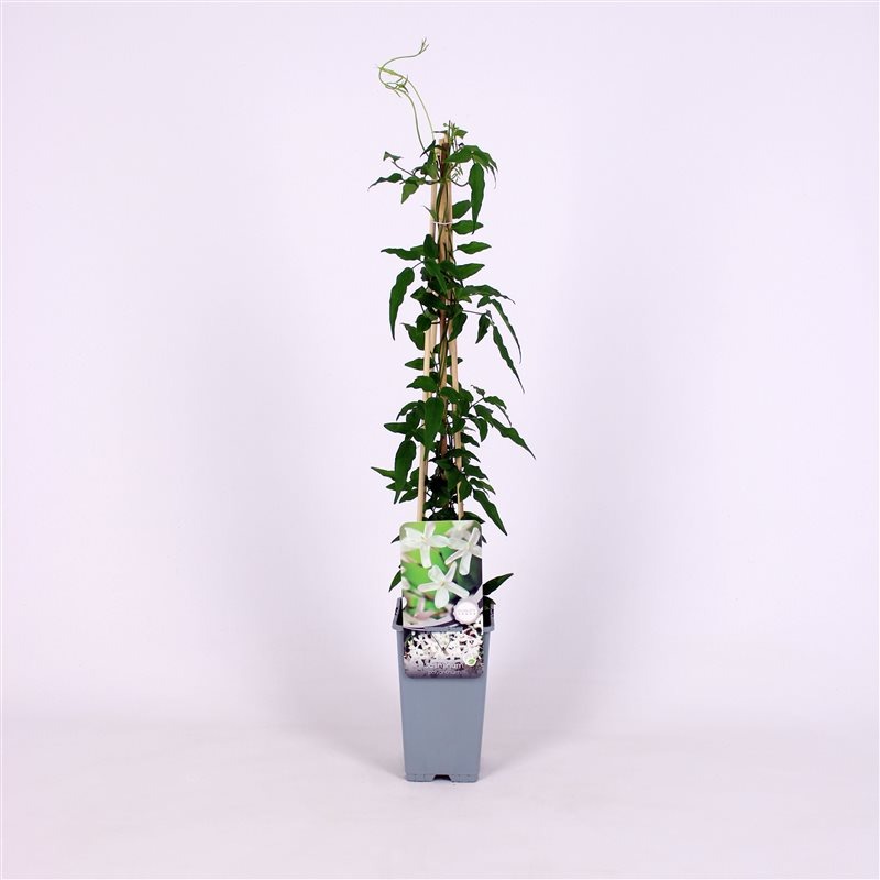 Picture of Jasminum polyanthum P17 (2 Ltr) Square 55CM