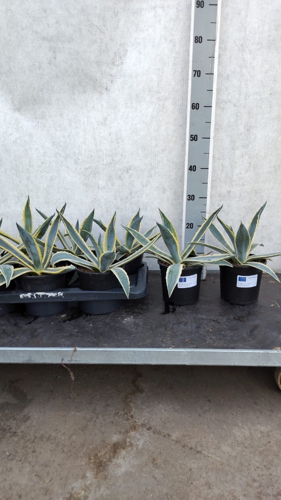 Billede af Agave americana P15