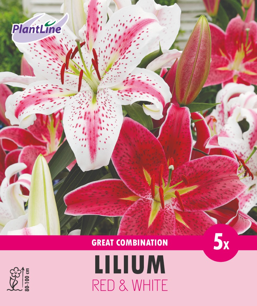 Picture of COMBI LILIUM ORIENTAL RED AND WHITE 15-BAGS-WITH-5 LILIUM-IN-BOX