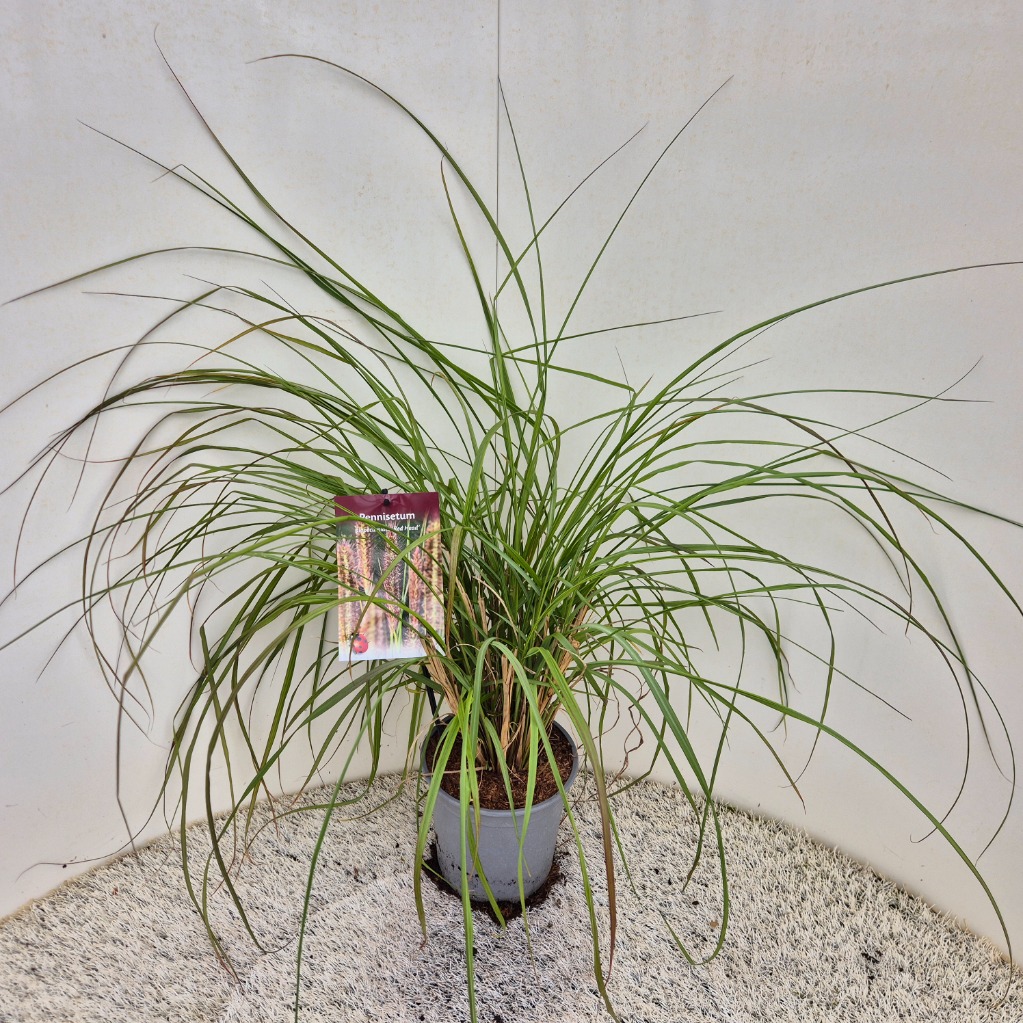 Pennisetum al. Red Head