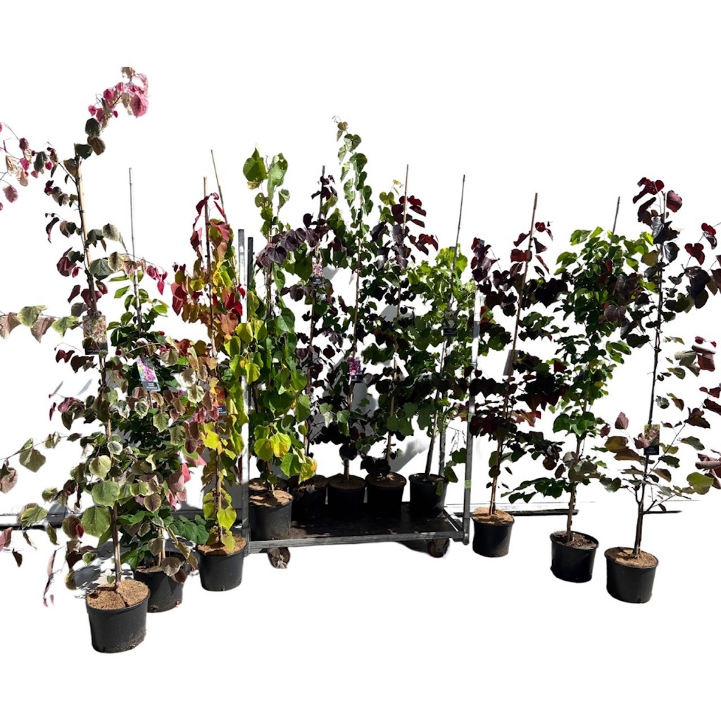Cercis can. in varieties