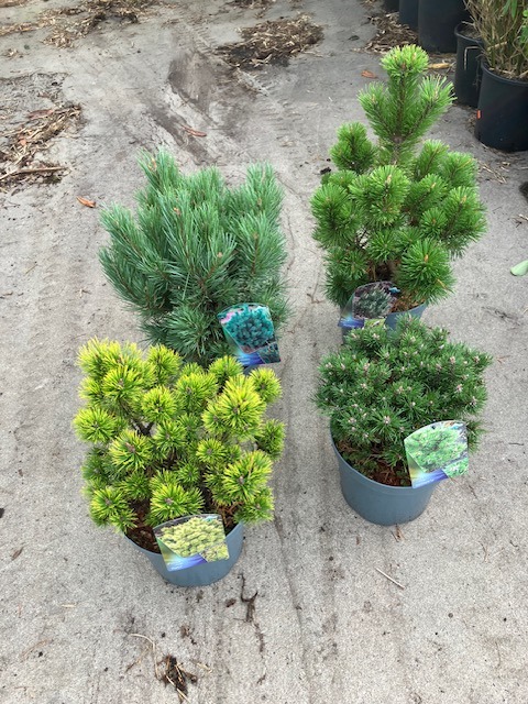 Picture of Pinus in 6 varieties P23 (5 Ltr)