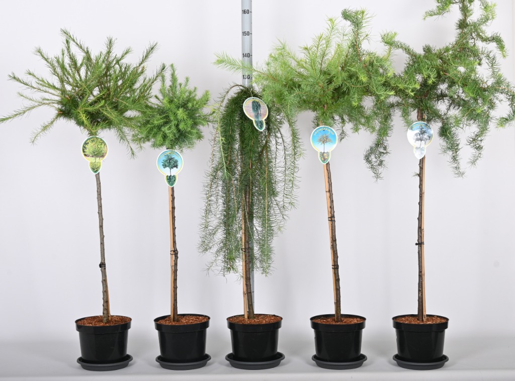 Picture of Trolley Deal 2024 Larix kaempferi in 5 varieties 90/Std P26 (7.5 Ltr) F.O. (088)