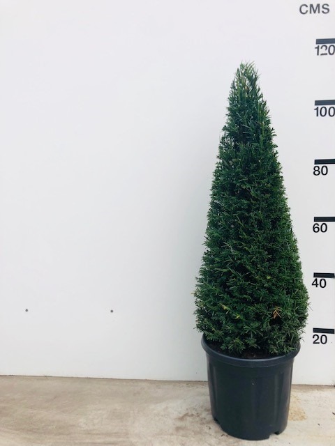 Picture of Taxus Baccata P32 (15 Ltr) PYRAMID-80/90CM