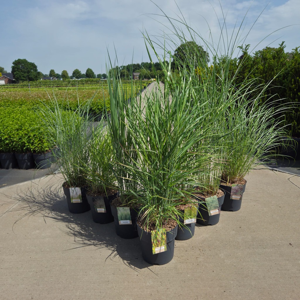 Grasses in varieties