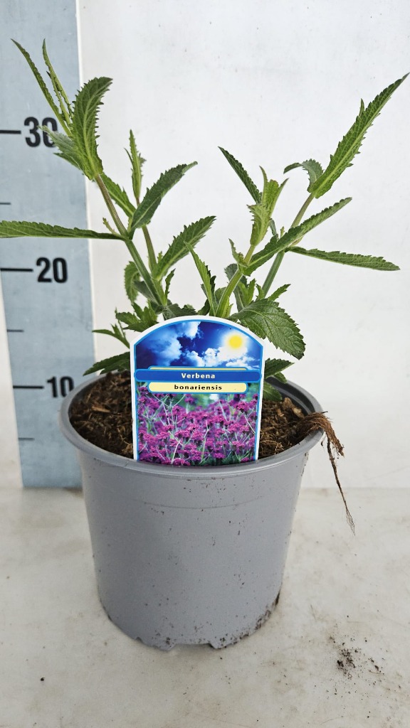Verbena bonariensis
