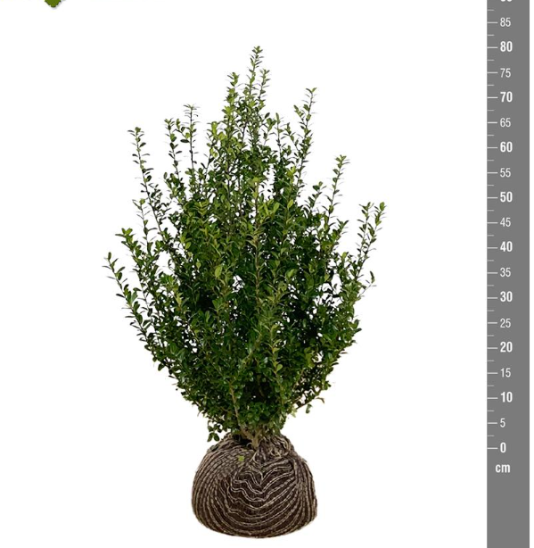 Picture of Ilex cren. Caroline Upright ROOTBALL/JUTE 40/60CM