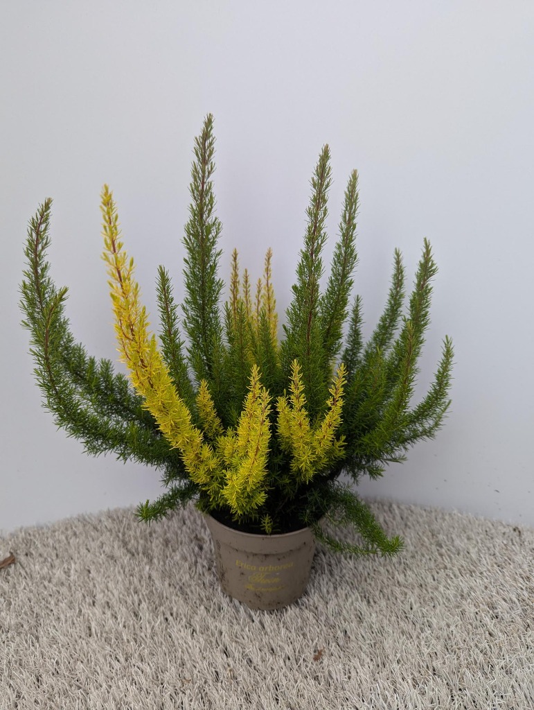 Picture of Erica arborea Twin (Yellow-Green) P12 30-CM