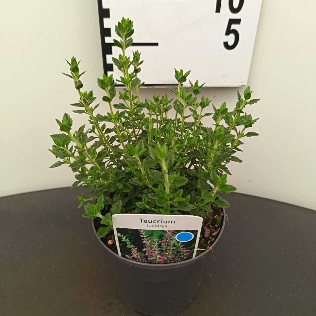 Teucrium lucidrys